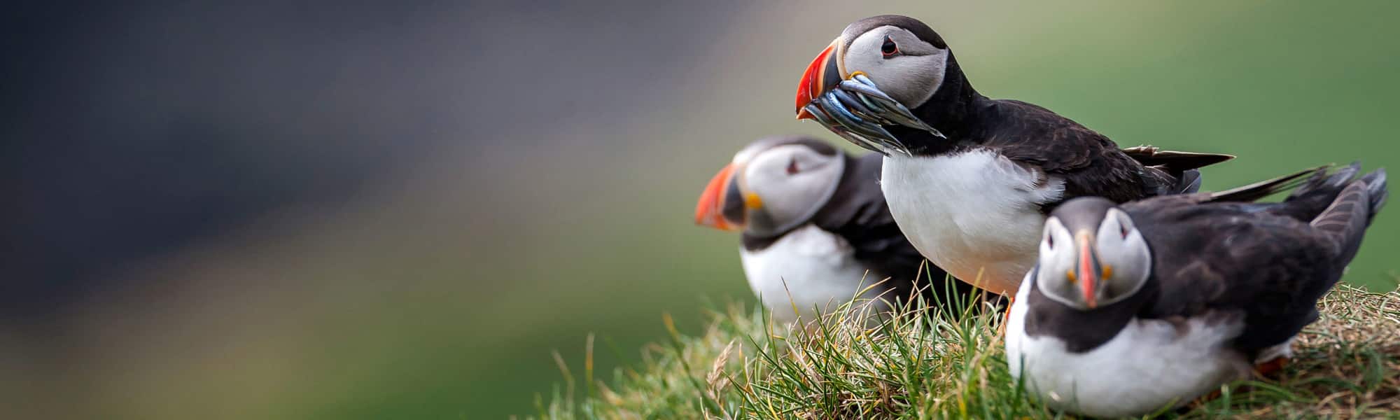 Faroe Islands: Where Nature Takes the Lead