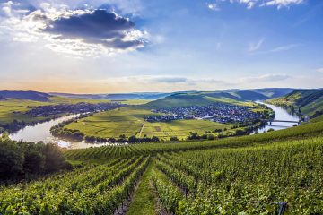 This image shows a scenic view of the Mosel Valley in Germany, specifically depicting the famous river loop near the town of Trittenheim